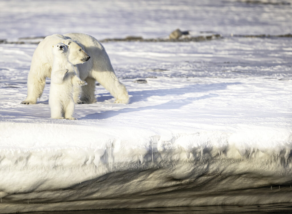 Le cinémaplanète qui sensibilise à la transition écologique revient sous un autre format.
