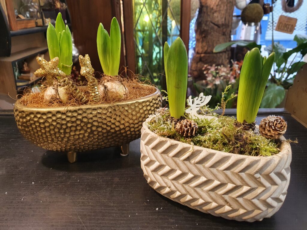 Calendrier de l'Avent lorrain. Des jacinthes chez un fleuriste messin